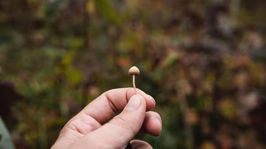 Appropriate Magic Mushroom Dosage