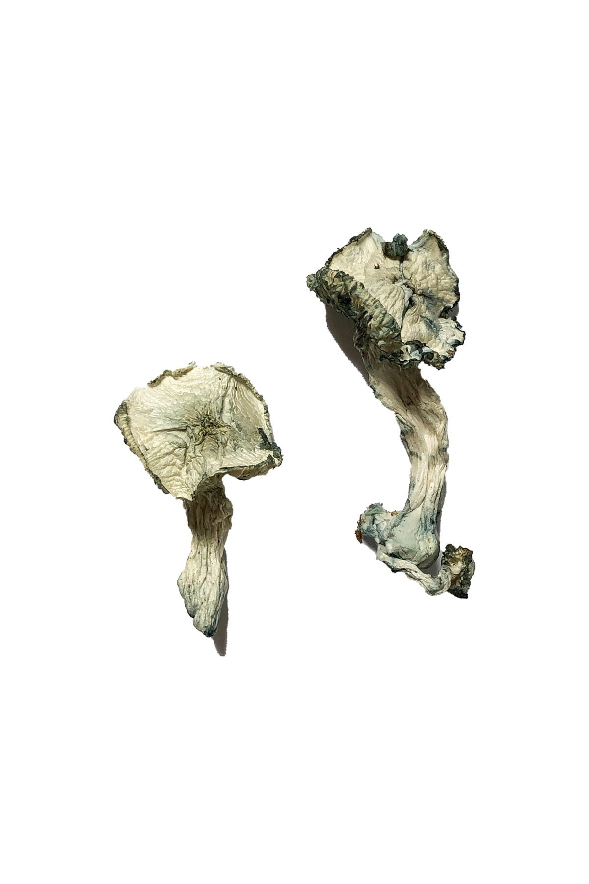 Albino Cambodians Magic Mushrooms - Image 2