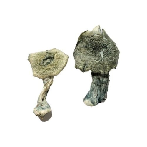 Albino Cambodians Magic Mushrooms - FunGuyz Canada