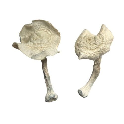 Albino Louisiana Magic Mushrooms - FunGuyz Canada