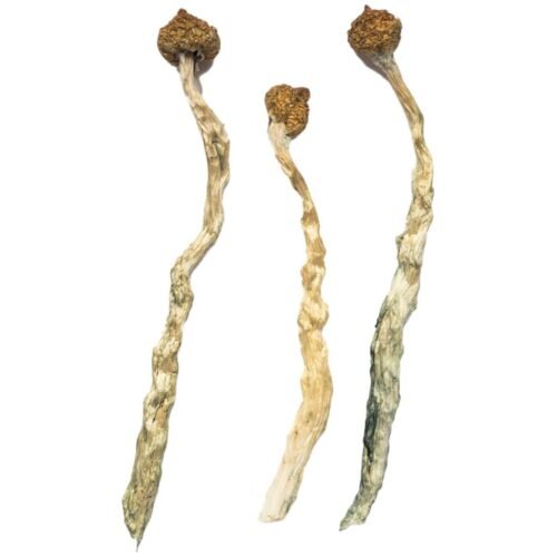 Arenal Volcano Magic Mushrooms - FunGuyz Canada