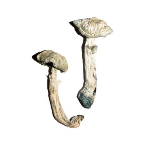 Avery’s Albino Magic Mushrooms - FunGuyz Canada