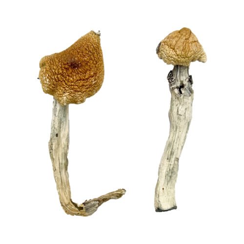 Aztec God Magic Mushrooms - FunGuyz Canada