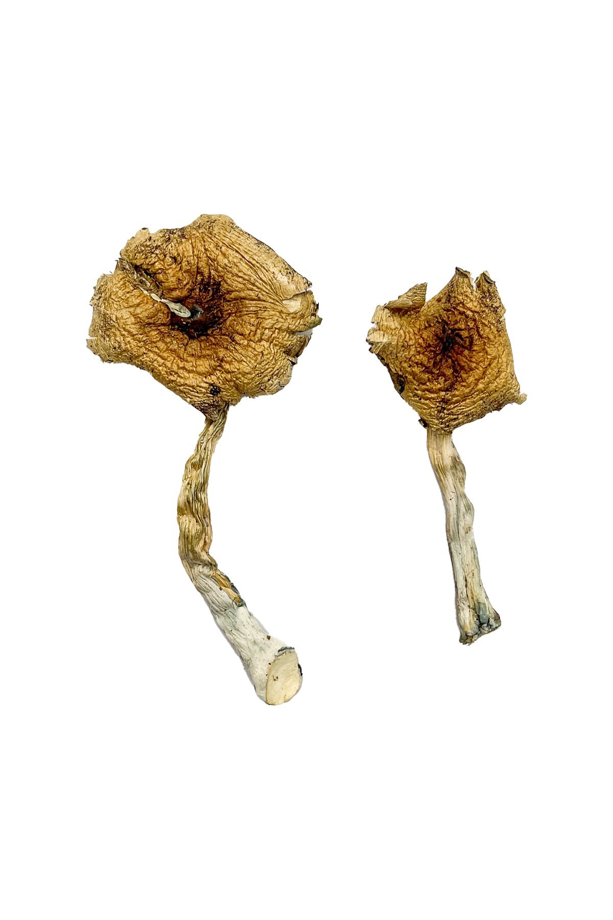 Ban Thurian Magic Mushrooms - Image 2