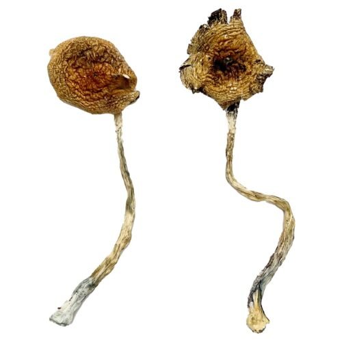 Ban Thurian Magic Mushrooms - FunGuyz Canada