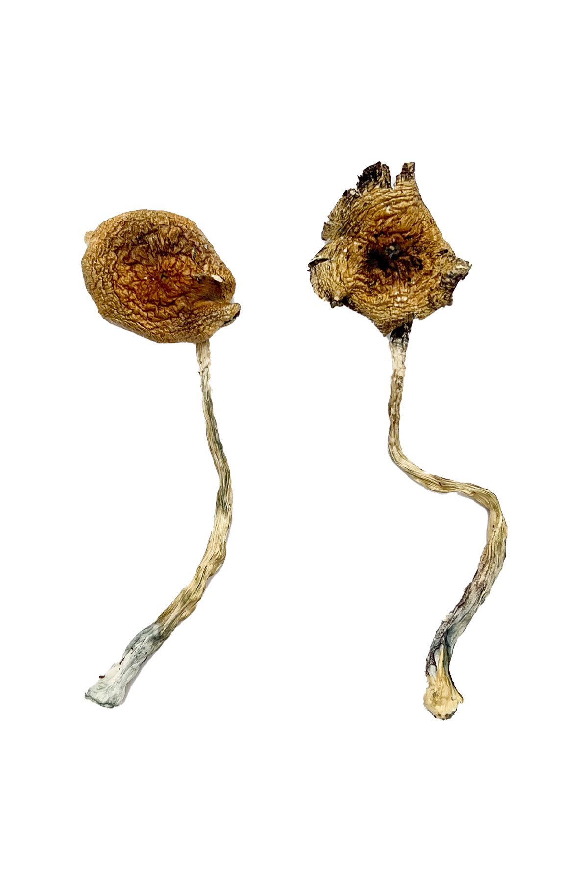 Ban Thurian Magic Mushrooms - FunGuyz Canada
