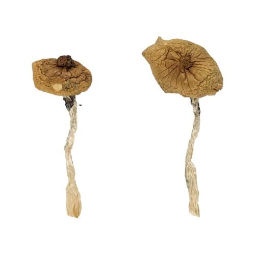 Blue Magnolia Rust Magic Mushrooms - FunGuyz Canada