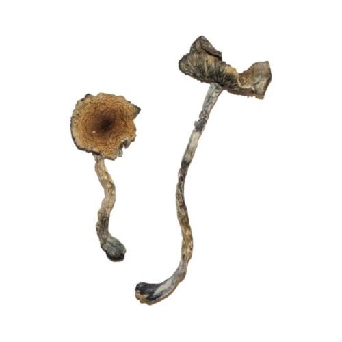 Blue Meanie Magic Mushrooms - FunGuyz Canada