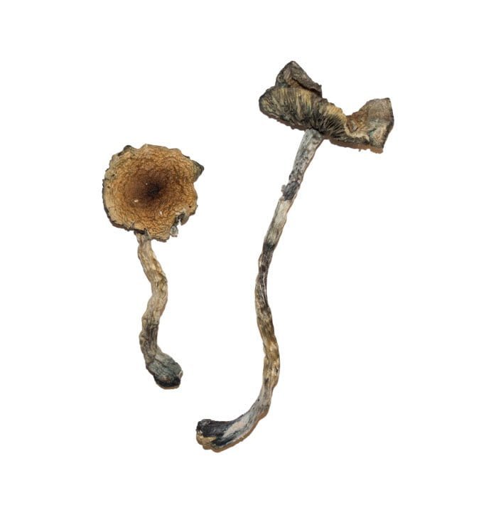 Blue Meanie Magic Mushrooms - FunGuyz Canada