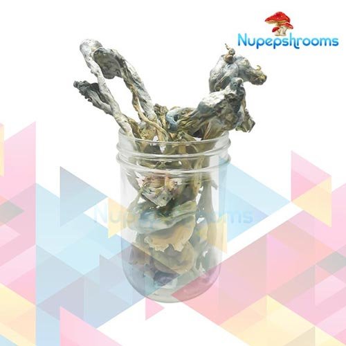Blue Psilocybe Cubenis Mexicana Mushrooms - FunGuyz Canada