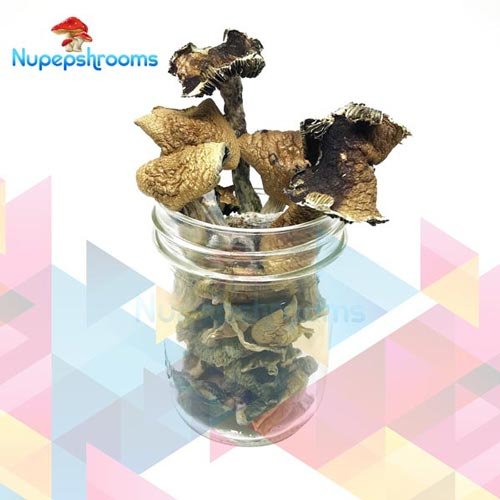 Bulk Brazilian Mushrooms - FunGuyz Canada