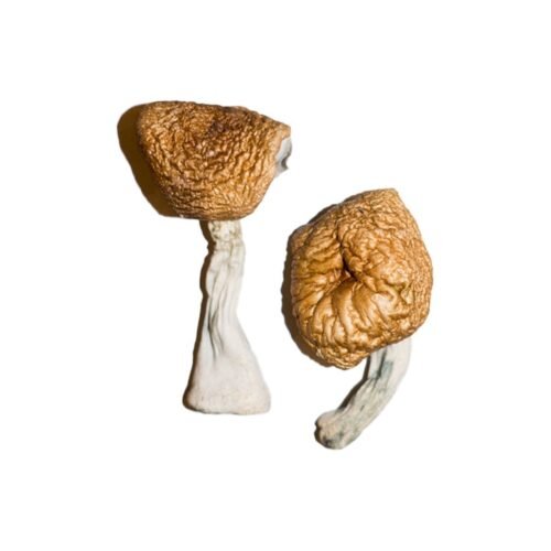 Burmese Magic Mushrooms - FunGuyz Canada