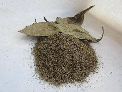 Buy Psychotria viridis (chacruna) leaves - FunGuyz Canada
