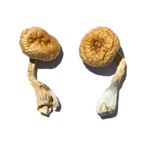Cambodian Magic Mushrooms - FunGuyz Canada