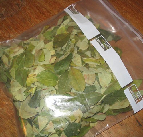 Buy Coca Leaves Online - FunGuyz Canada