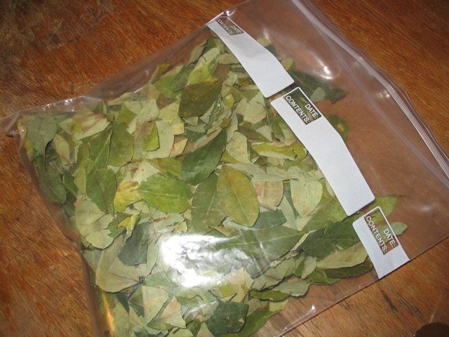 Buy Coca Leaves Online - FunGuyz Canada