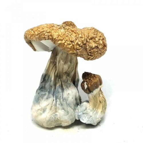 Costa Rican Magic Mushrooms - FunGuyz Canada