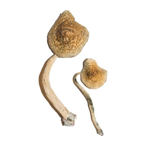 Cuban Magic Mushrooms - FunGuyz Canada