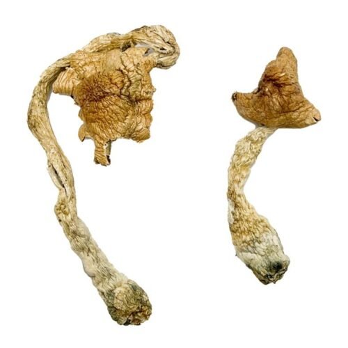 Entheogen Explosion Magic Mushrooms - FunGuyz Canada