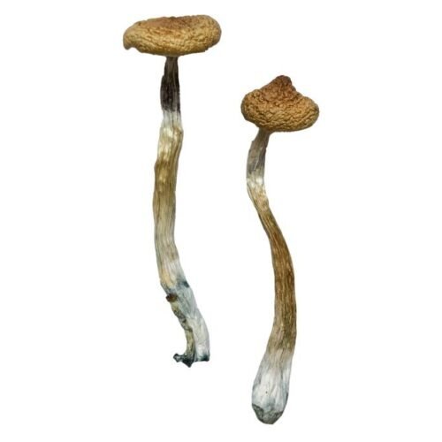 Escondido Magic Mushrooms - FunGuyz Canada