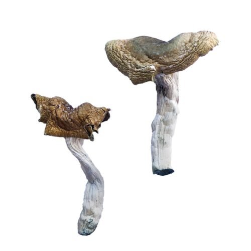 Florida White (F+) Magic Mushrooms - FunGuyz Canada