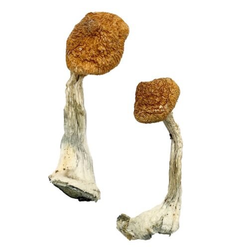 Ghelga Magic Mushrooms - FunGuyz Canada