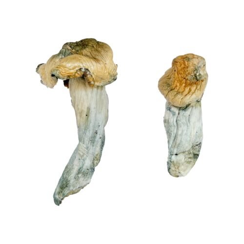 Gold-Member Magic Mushrooms - FunGuyz Canada