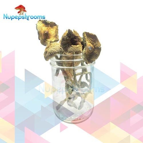 Bulk Golden Emperor Magic Mushrooms - FunGuyz Canada