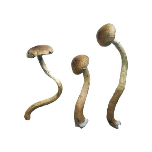 Golden Teacher Special Magic Mushrooms - FunGuyz Canada