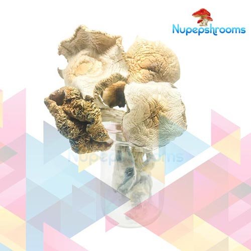 Bulk Golden Teacher Magic Mushrooms - FunGuyz Canada