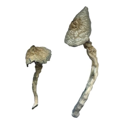 Great White Monster Magic Mushrooms - FunGuyz Canada