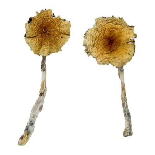 Guadalajara Mexico Magic Mushrooms - FunGuyz Canada