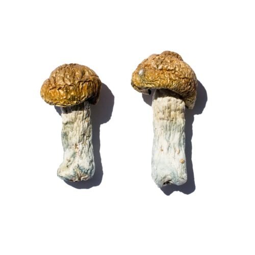 Hero Magic Mushrooms - FunGuyz Canada