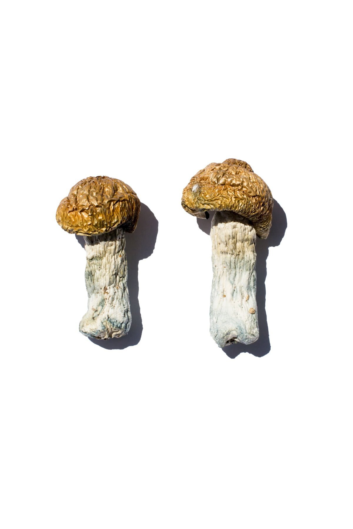 Hero Magic Mushrooms - FunGuyz Canada
