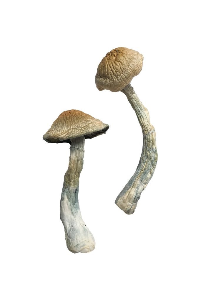 Buy HillBilly Magic Mushrooms - Image 2