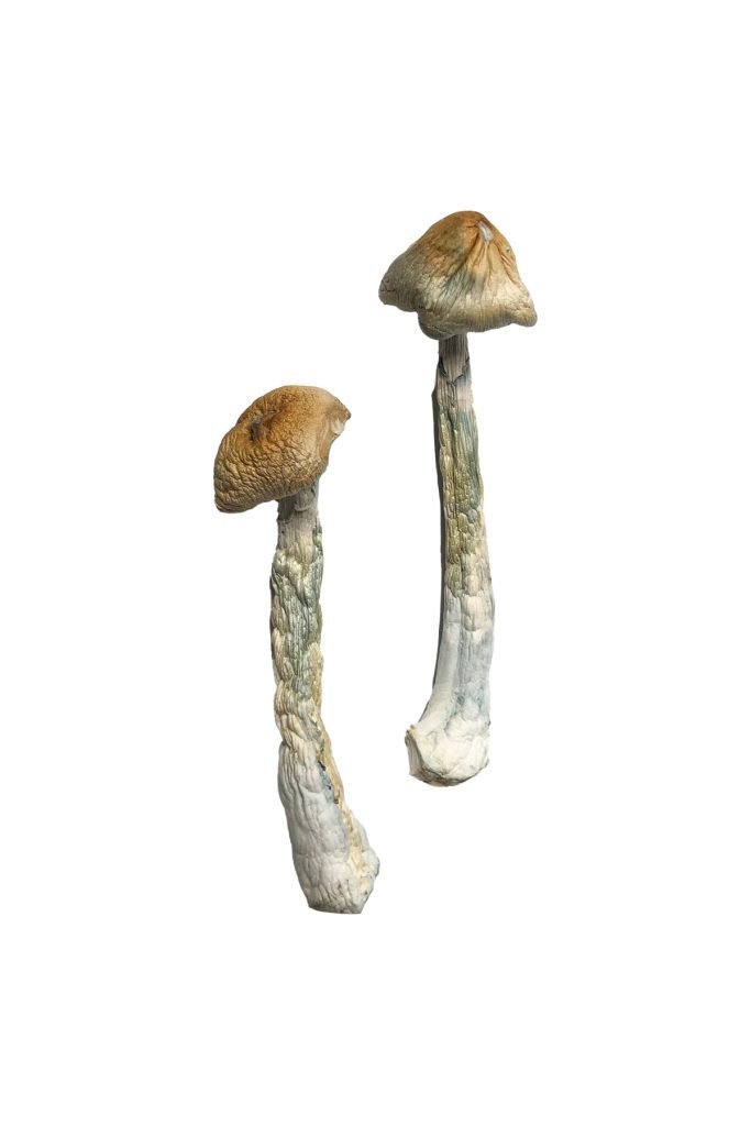 Buy HillBilly Magic Mushrooms - Image 3