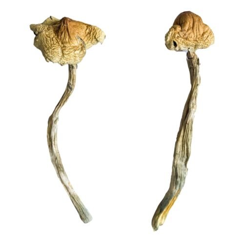 Huautla Magic Mushrooms - FunGuyz Canada