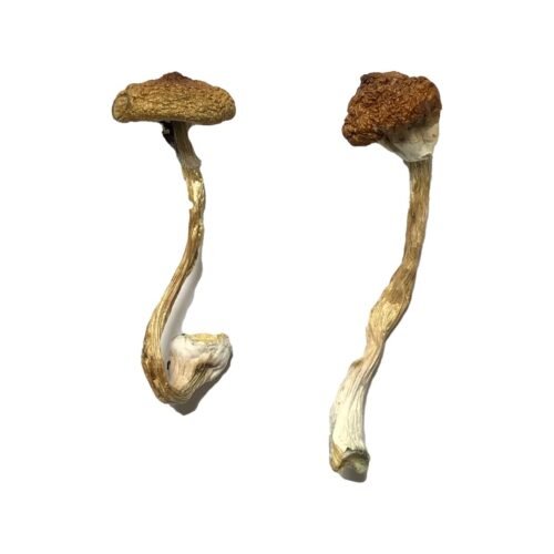 Buy Koh Samui Super Strain Magic Mushrooms - FunGuyz Canada