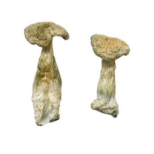 Buy Leucistic Burma Magic Mushrooms - FunGuyz Canada