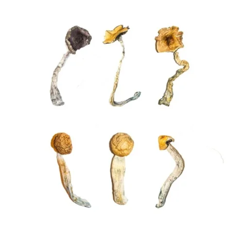 Magic Mushroom Sampler Kit / Tasting Menu - FunGuyz Canada