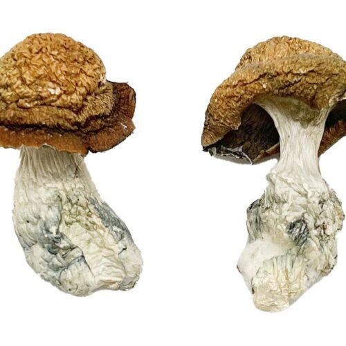 Buy Makilla Gorilla Magic Mushrooms - FunGuyz Canada
