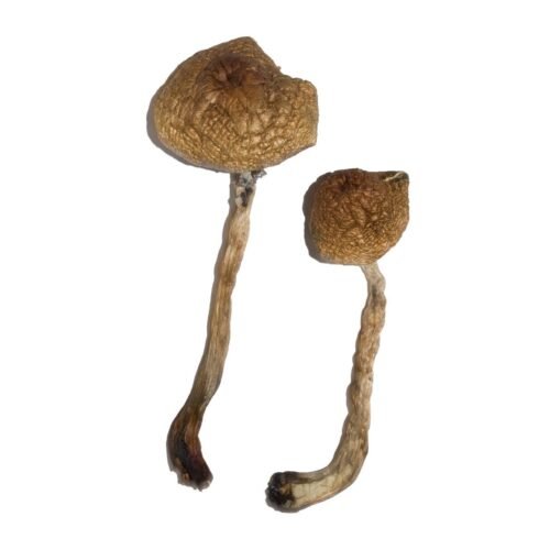 Buy Malabar Magic Mushrooms - FunGuyz Canada