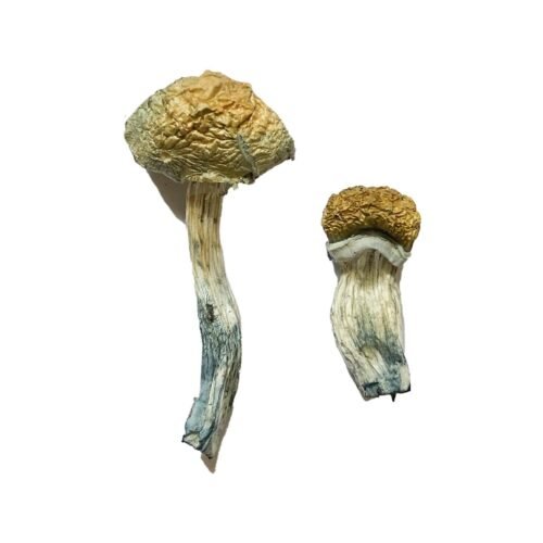 Buy Mazatapec Magic Mushrooms - FunGuyz Canada