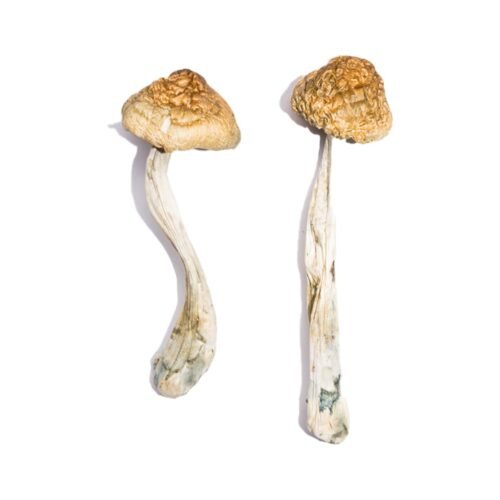 Buy McKennaii Magic Mushrooms - FunGuyz Canada