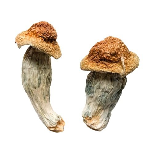 Buy Melmac (Homestead Penis Envy) Magic Mushrooms - FunGuyz Canada