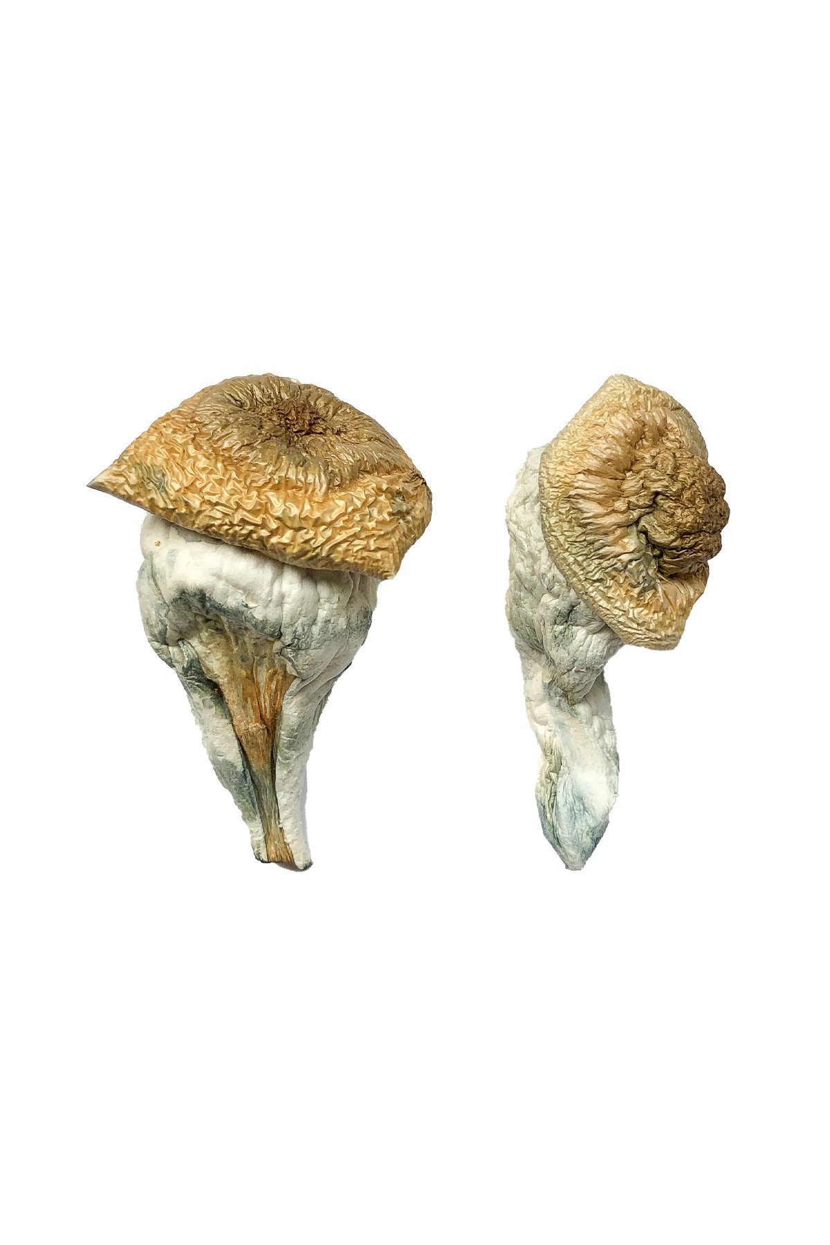 Buy Mystery Fatass Magic Mushrooms - Image 2