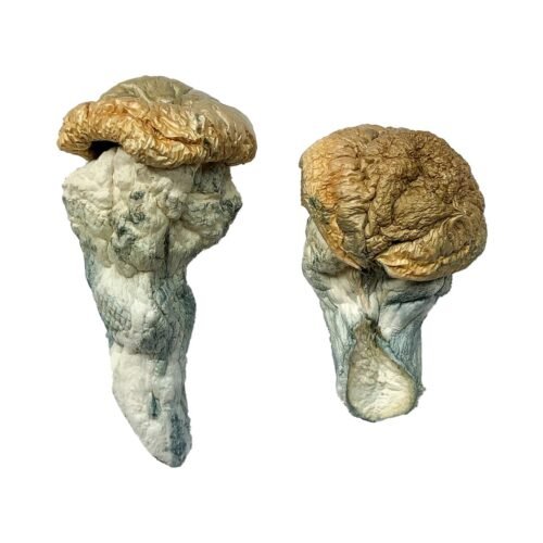 Buy Mystery Fatass Magic Mushrooms - FunGuyz Canada