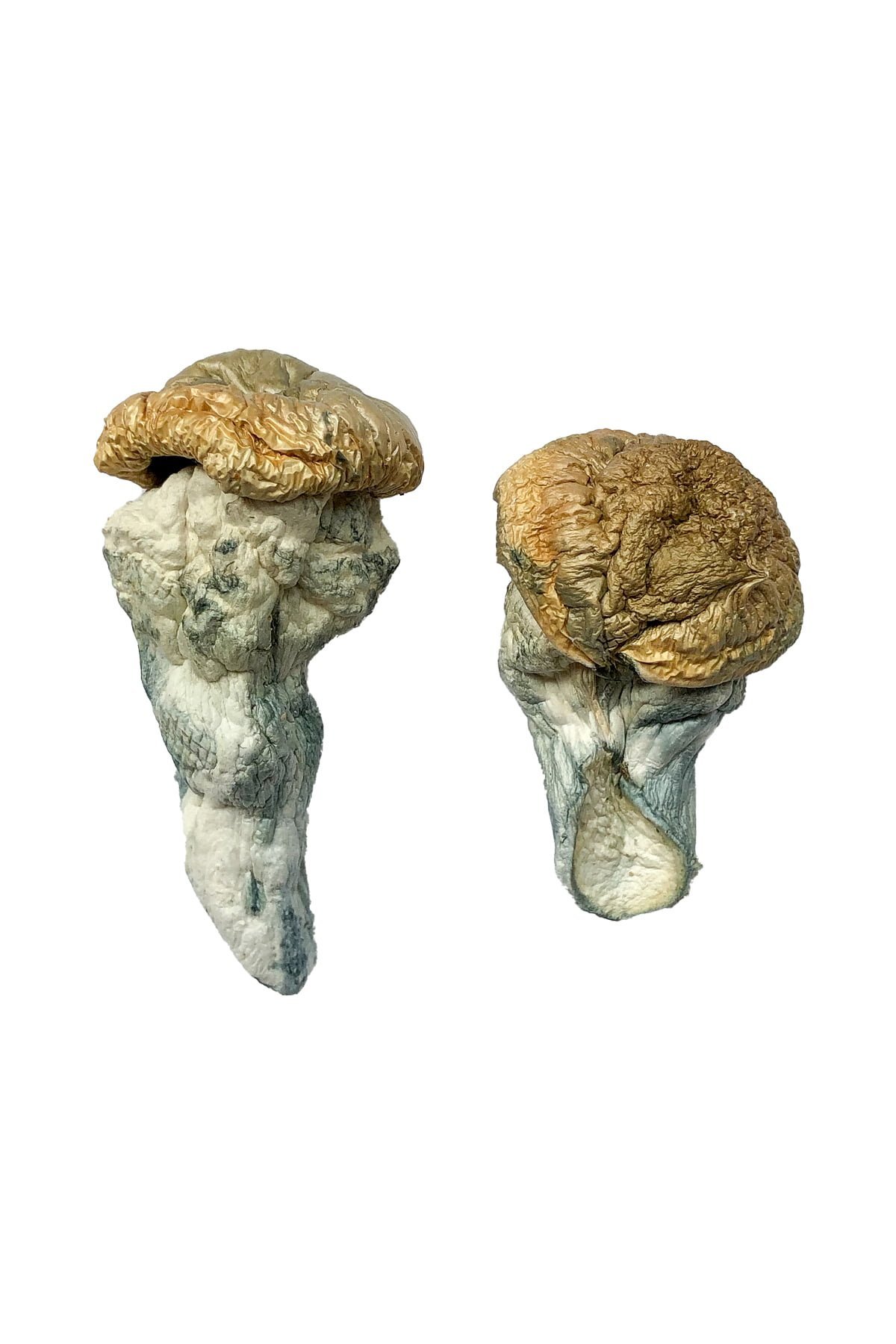 Buy Mystery Fatass Magic Mushrooms - FunGuyz Canada