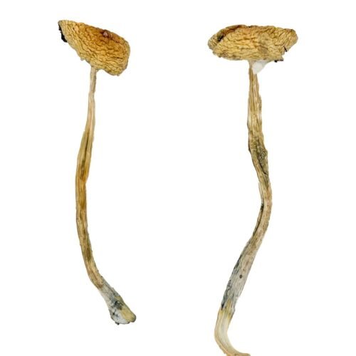 Buy Nepal Chitwan Magic Mushrooms - FunGuyz Canada