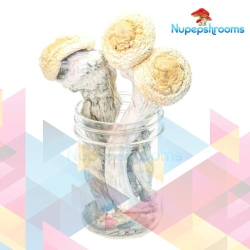 Premium Penis Envy Uncut Magic Mushrooms - FunGuyz Canada